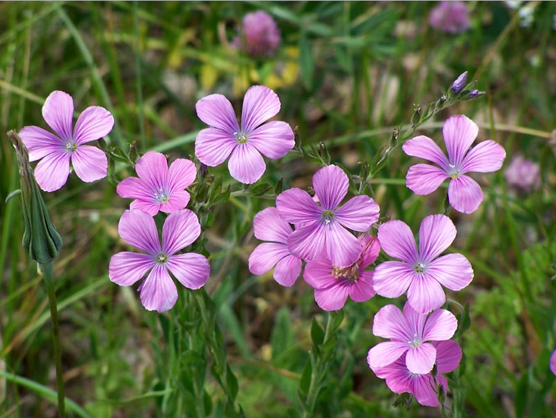 Fiori di montagna